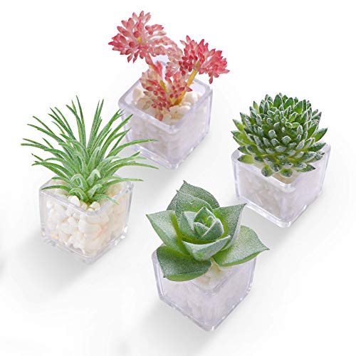 Hey Foly Cute Succulent Refrigerator Magnets Plants Fridge Magnets,Mini Artificial Magnets for Refrigerator Set of 4,Decoration Kitchen,Whiteboard,Office,House