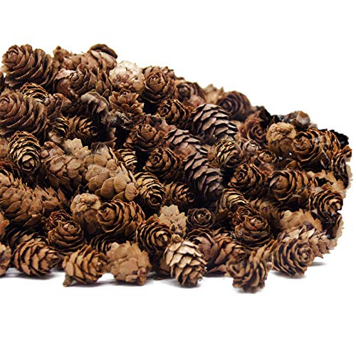 Deloky 250 PCS Christmas Natural Mini Pine Cones-Thanksgiving Pinecones Ornaments for DIY Crafts, Home Decorations ,Fall and Christmas ,Wedding Decor