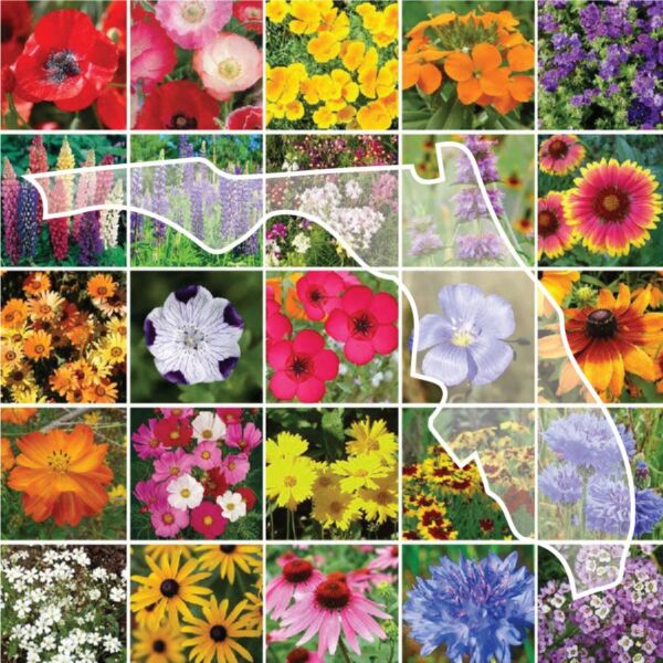Florida Wildflower Seed Mix – 1/4 Pound – Mixed Wildflower Seeds, Attracts Bees, Attracts Butterflies, Attracts Hummingbirds, Attracts Pollinators, Easy to Grow & Maintain, Cut Flower Garden