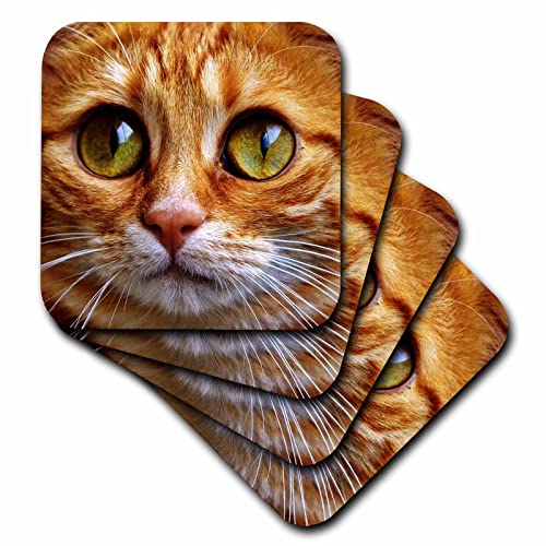 3dRose Adorable Ginger Tabby Cat Posing Artistic Pet Portrait – Coasters (cst-361197-2)
