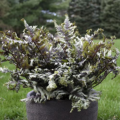 Athyrium niponicum ‘Crested Surf’ 5.25″ Pot Perennial Proven Winners Fern