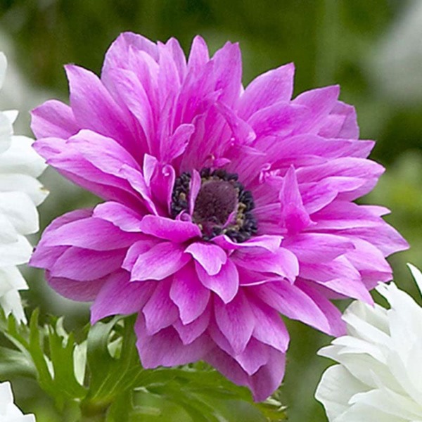 Anemone Bulbs – Fullstar Pink – 40 Bulbs – Pink Flower Bulbs, Corm Attracts Bees, Easy to Grow & Maintain, Container Garden