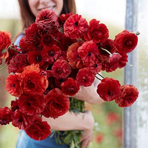 Ranunculus Bulbs – Chocolate – 100 Bulbs – Red Flower Bulbs, Corm Attracts Bees, Attracts Pollinators, Easy to Grow & Maintain, Fragrant, Container Garden