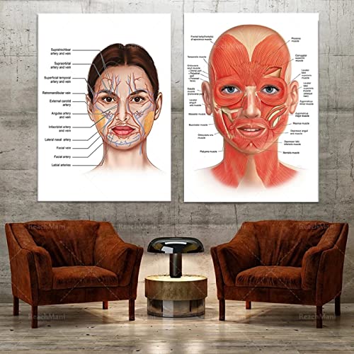 YHXCT Facial Anatomy Muscle Vessels Detailed Art Print Educational Science Doctor Art Deco Poster Medical Wall Picture For Hospital Clinic Decor Wall Art Murals Handmade Prints – 40X60Cmx2