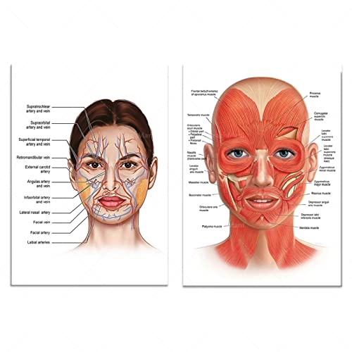 YHXCT Facial Anatomy Muscle Vessels Detailed Art Print Educational Science Doctor Art Deco Poster Medical Wall Picture For Hospital Clinic Decor Wall Art Murals Handmade Prints – 40X60Cmx2 | The Storepaperoomates Retail Market - Fast Affordable Shopping