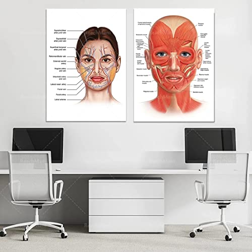 YHXCT Facial Anatomy Muscle Vessels Detailed Art Print Educational Science Doctor Art Deco Poster Medical Wall Picture For Hospital Clinic Decor Wall Art Murals Handmade Prints – 40X60Cmx2 | The Storepaperoomates Retail Market - Fast Affordable Shopping