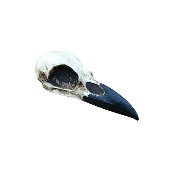 Cabinet of Curiosities Curio Decor Raven Skull Replica, Memento Mori