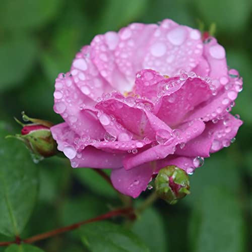Proven Winners 1 Gallon, Rise Up Lilac Days Rose (Rosa), Live Plant, Shrub, Purple Flowers (ROSPRC2306101)