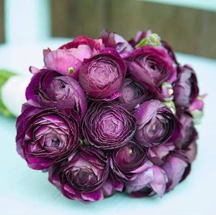 Ranunculus Bulbs – Violet – 100 Bulbs – Purple Flower Bulbs, Corm Attracts Bees, Attracts Pollinators, Easy to Grow & Maintain, Fragrant, Container Garden