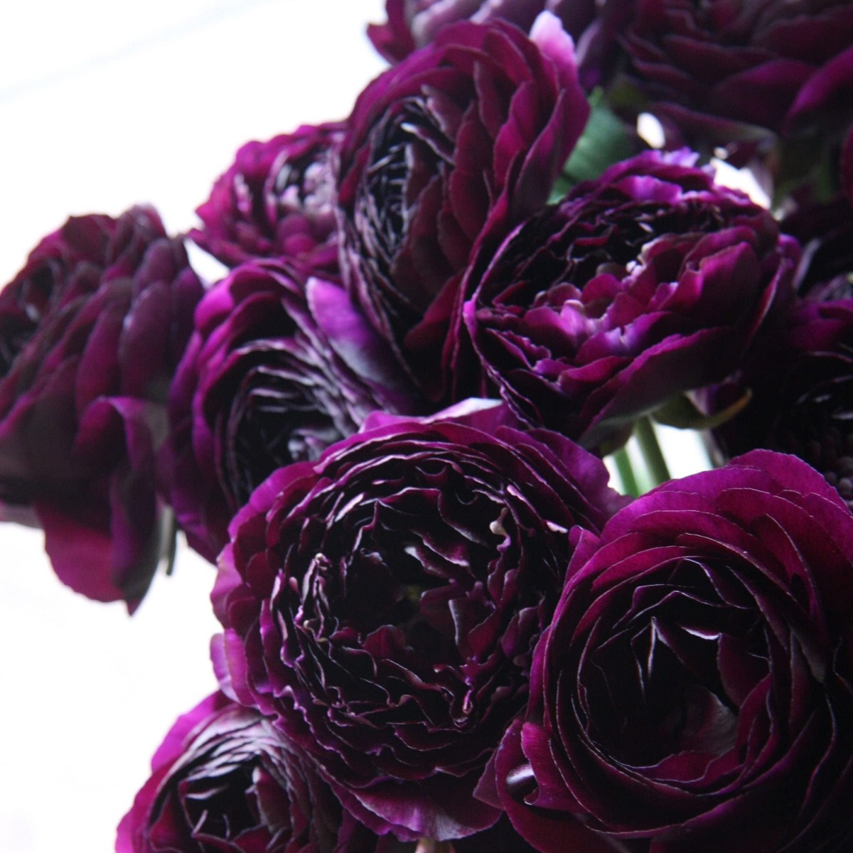 Ranunculus Bulbs – Violet – 100 Bulbs – Purple Flower Bulbs, Corm Attracts Bees, Attracts Pollinators, Easy to Grow & Maintain, Fragrant, Container Garden | The Storepaperoomates Retail Market - Fast Affordable Shopping