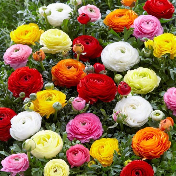 Ranunculus Bulbs – Mix – 20 Bulbs – Mixed Flower Bulbs, Corm Attracts Bees, Attracts Pollinators, Easy to Grow & Maintain, Fragrant, Container Garden