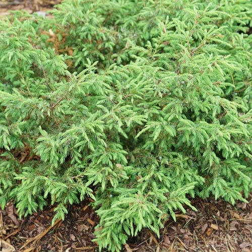 Proven Winners 1 Gal. Tortuga Juniper (Juniperus) Live Plant, Evergreen Foliage (JUNPRC1016101)