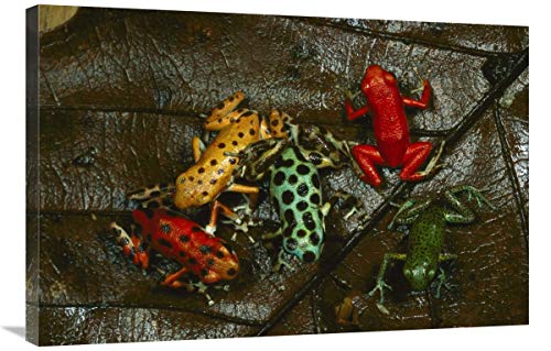 24 x 36 in. Strawberry Poison Dart Frog Color Variations, Bocas Del Toro, Panama Art Print – Mark Moffett