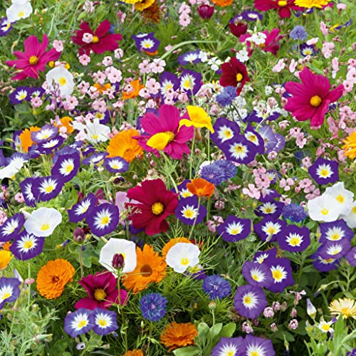 Royal Meadow Flower Seed Mix – 5 Pounds – Mixed Wildflower Seeds, Attracts Bees, Attracts Butterflies, Attracts Hummingbirds, Attracts Pollinators, Easy to Grow & Maintain, Cut Flower Garden