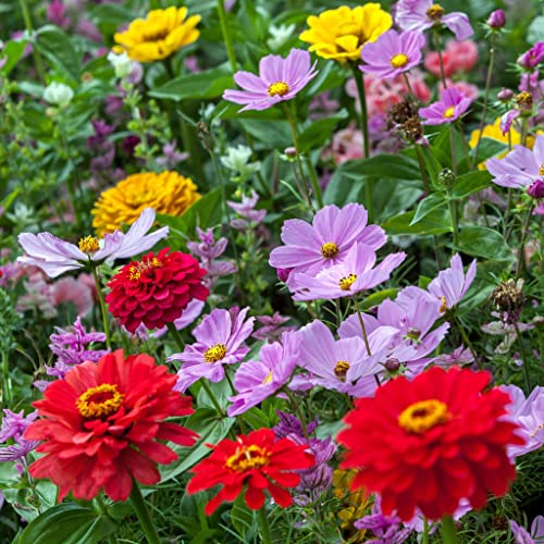 Cosmic Zen – Zinnia & Cosmos Flower Seed Mix – 5 Pounds – Mixed Wildflower Seeds, Attracts Bees, Attracts Butterflies, Attracts Hummingbirds, Attracts Pollinators, Easy to Grow & Maintain, Cut