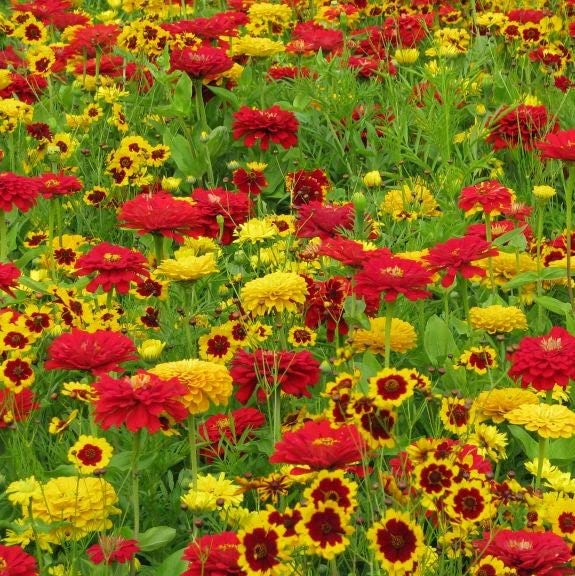 Fiery Mix – Yellow & Red Flower Seed Mix – 1/4 Pound – Yellow/Red/Mixed Wildflower Seeds, Attracts Bees, Attracts Butterflies, Attracts Hummingbirds, Attracts Pollinators, Easy to Grow & Maintain