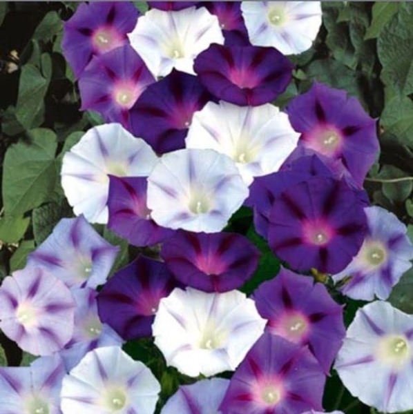 Morning Glory Seeds – Inkspots – 1 Ounce – Purple/White Flower Seeds, Heirloom Seed Attracts Bees, Attracts Butterflies, Attracts Hummingbirds, Attracts Pollinators, Easy to Grow & Maintain