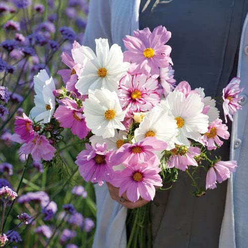 Cosmos Seeds – Pastel Mix – Packet – Pink/White/Purple Flower Seeds, Open Pollinated Seed Attracts Bees, Attracts Butterflies, Attracts Hummingbirds, Attracts Pollinators, Easy to Grow & Maintain