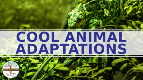Cool Animal Adaptations – 7th- 10th Grade Science