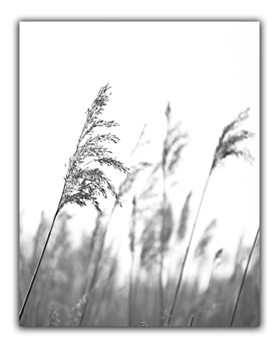 Modern Farmhouse No.34 Wall Art Photo Print – 8×10 UNFRAMED Rustic Boho Cottage Country Decor. Black and White Picture of Tall Wheat Grass Stems in a Field.