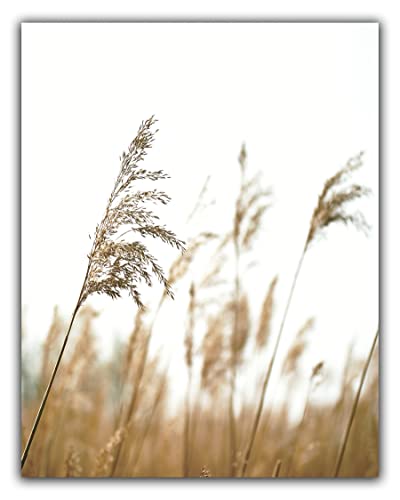 Modern Farmhouse No.15 Wall Art Photo Print – 11×14 UNFRAMED Rustic Boho Cottage Country Decor. Picture of Tall Wheat Grass Stems in a Field.