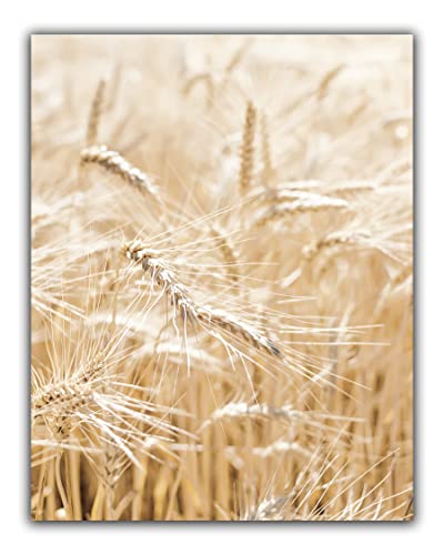Modern Farmhouse No.16 Wall Art Photo Print – 11×14 UNFRAMED Rustic Boho Cottage Country Decor. Picture of Golden Wheat Grass in a Field.