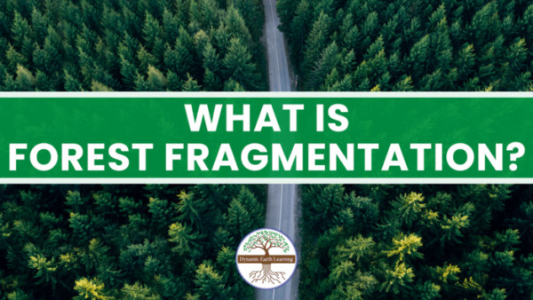 What is Forest Fragmentation? – Habitat Worksheet