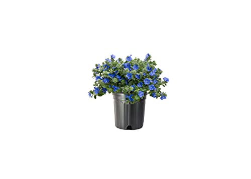 Blue Daze Blue My Mind | 1 Large Gallon Size Plant | Evolvulus Glomerata | Low Maintenance Drought Tolerant Blooming Groundcover