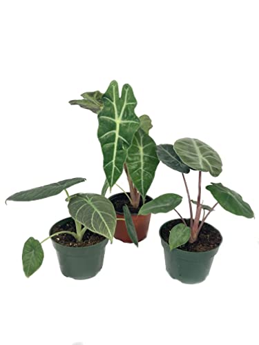 Rare Alocasia Collection – 3 Live Plants in 4 Inch Pots – Grower’s Choice Based on Health, Beauty and Availability – Rare Easy to Grow Air Purifying Indoor Plants