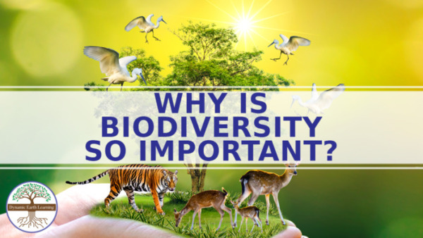 Why Is Biodiversity Important To Ecosystems 7th-10th Grade Science