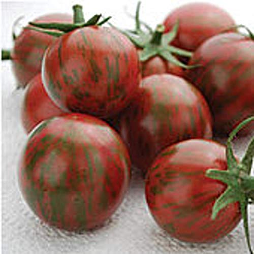 Purple Bumble Bee Tomato Seeds (20+ Seeds) | Non GMO | Vegetable Fruit Herb Flower Seeds for Planting | Home Garden Greenhouse Pack | The Storepaperoomates Retail Market - Fast Affordable Shopping