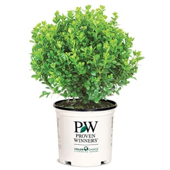 Proven Winners Sprinter Boxwood, 2 Gal, Green-Yellow | The Storepaperoomates Retail Market - Fast Affordable Shopping