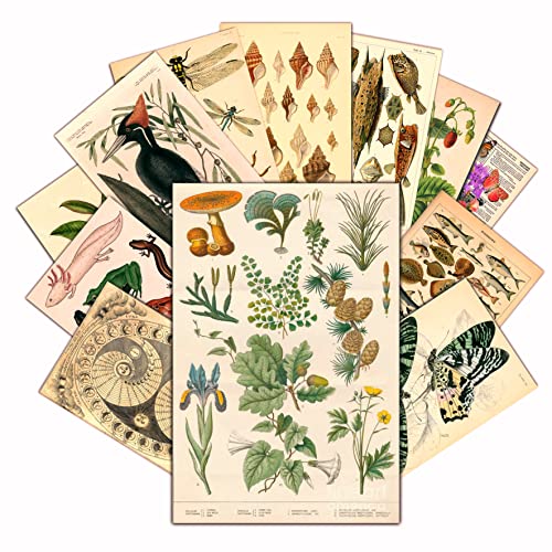 HK Studio Vintage Botanical Posters Decal for Dark Academia Room Decor, Dorm, Cottagecore Room – Bigger Size than Wall Collage Kit, Easy Peel and Stick – 7.8″ x 11.8″ Pack 12
