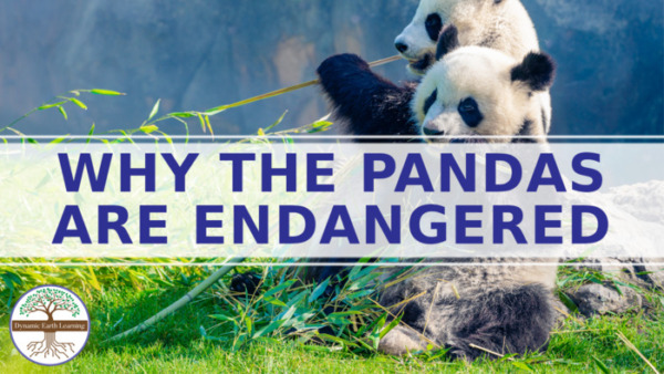 Why the Pandas Are Endangered: 7th- 10th Grade Science Lesson Plan