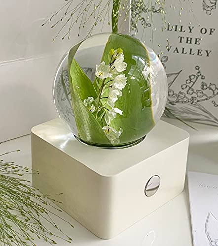 MISS LI GARDEN Forever Flower Special Edition,Lily of The Valley, White Base, Elegant Present for Girlfriend Wife Mom Women Enchanted Birthday Anniversary Wedding Home Décor