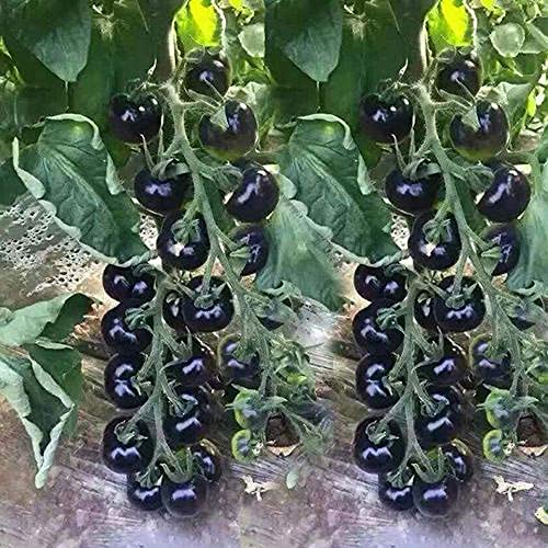 MOCCUROD 30pcs European Black Cherry Tomatoes Seeds Sweet Tasty Heirloom Non-GMO Rare Juicy Plant