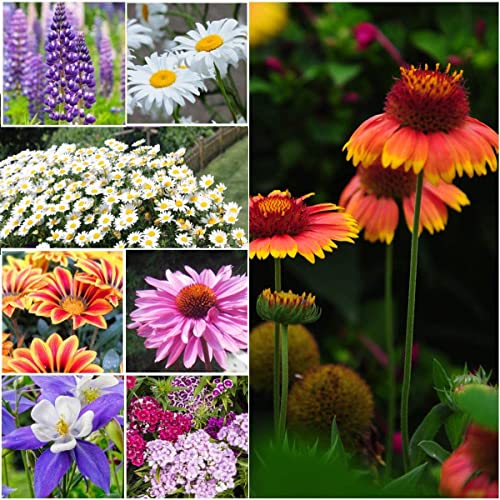 1Package of 25000-500000 Seeds, Perennial Wildflower Mixture (100% Pure Live Seed) Non-GMO Seeds (50g)