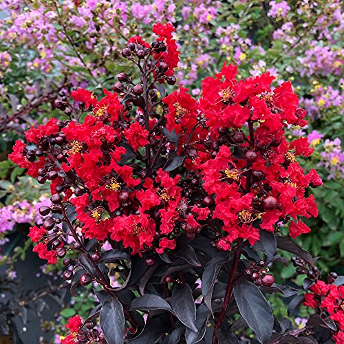 Proven Winner Red Center Stage Crape Myrtle, 2 Gallon | The Storepaperoomates Retail Market - Fast Affordable Shopping