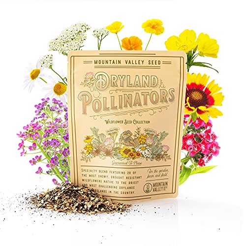 Collection of 80,000 Wildflower Seeds – Dryland Pollinators Wildflower Seed Mix – 20 Assorted Non-GMO Heirloom Wild Flower Seeds for Planting Including African Daisy, Evening Primrose, Sweet William…