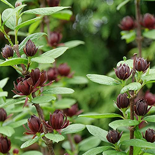 Simply SCENTSATIONAL Sweetshrub – Calycanthus – Proven Winners – 4″ Pot