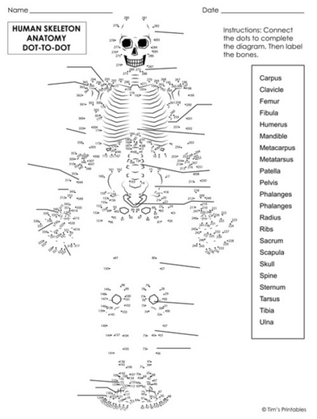 Human Skeleton Anatomy Dot-to-Dot PDF