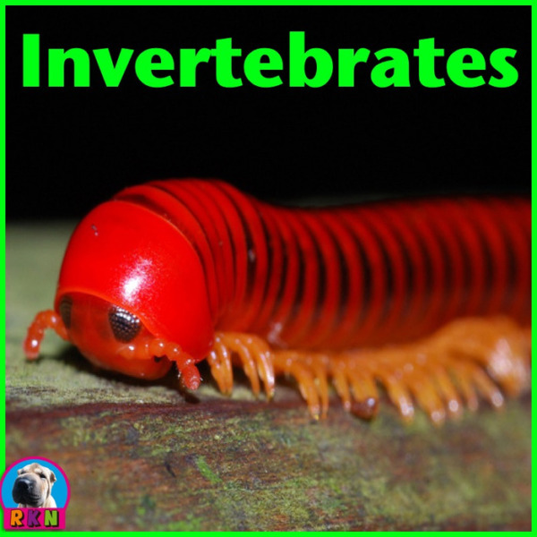 Invertebrates: PowerPoint and Activities