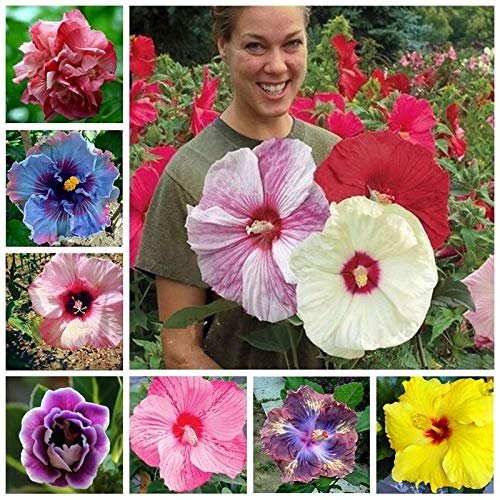 100+ Pcs Mixed Hibiscus Seeds Giant Flowers Perennial Flower – Ships from Iowa, USA