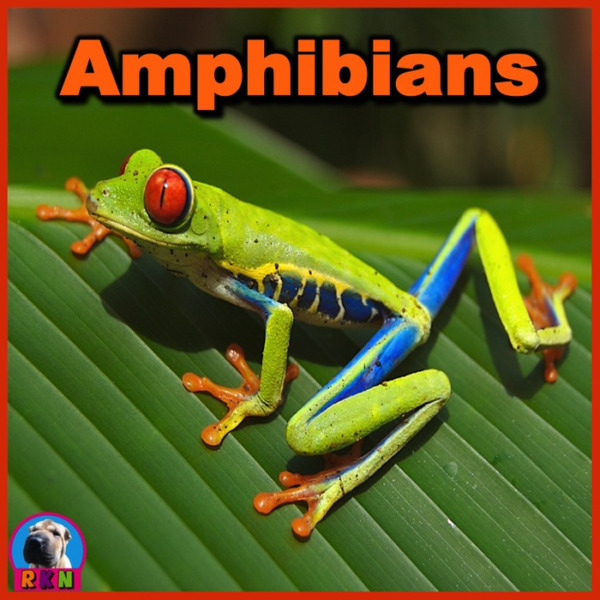 Amphibians: PowerPoint & Activities
