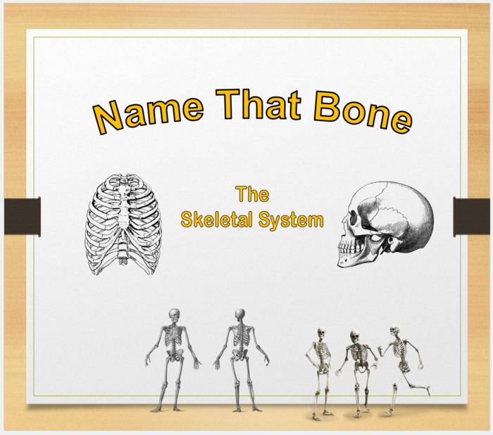 Skeletal System: Name That Bone | The Storepaperoomates Retail Market - Fast Affordable Shopping