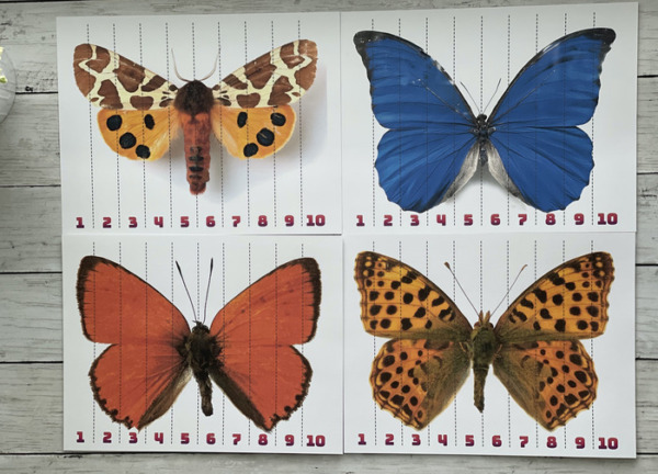 Butterfly Printable Number Sequence Puzzles from MBM Collections