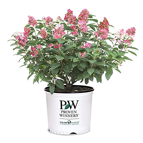 2 Gal Proven Winners Little Quick Fire Hydrangea, Rich Pink and Creamy White