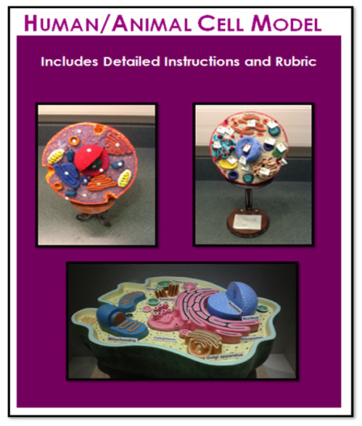Human/Animal Cell Model (cross-section) – Detailed Instructions, Photos & Rubric