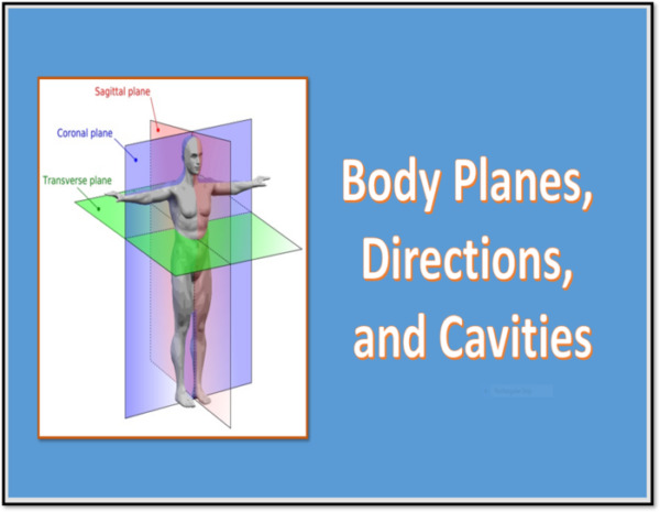 Body Planes, Directions, and Cavities