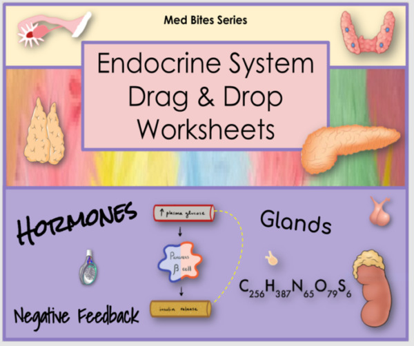 Endocrine System – Drag & Drop Worksheets (Med Bites Series)